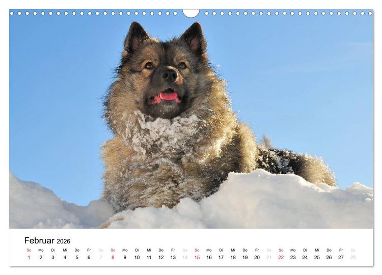 Produktbild: Der Wolfsspitz (Wandkalender 2026 DIN A3 quer), CALVENDO Monatskalender