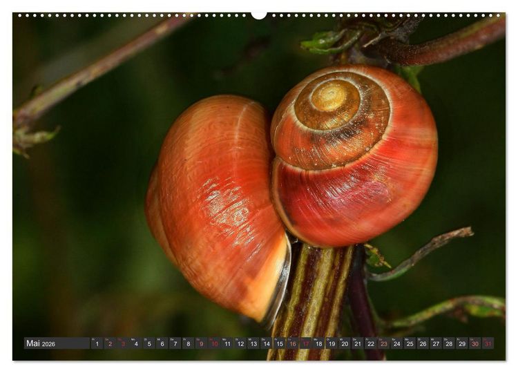 Produktbild: DIE SCHNECKEN EUROPAS (hochwertiger Premium Wandkalender 2026 DIN A2 quer), Kunstdruck in Hochglanz
