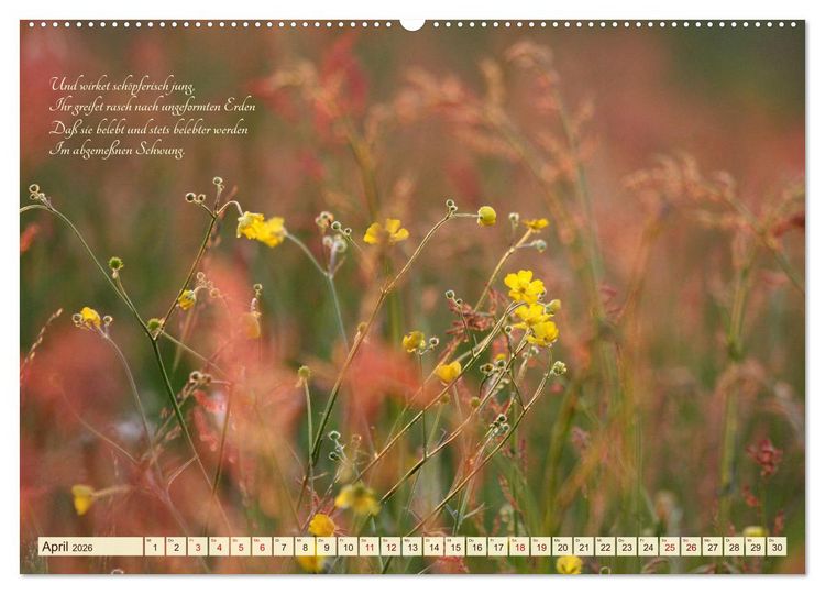 Produktbild: Sommergr&auml;ser (Wandkalender 2026 DIN A2 quer), CALVENDO Monatskalender