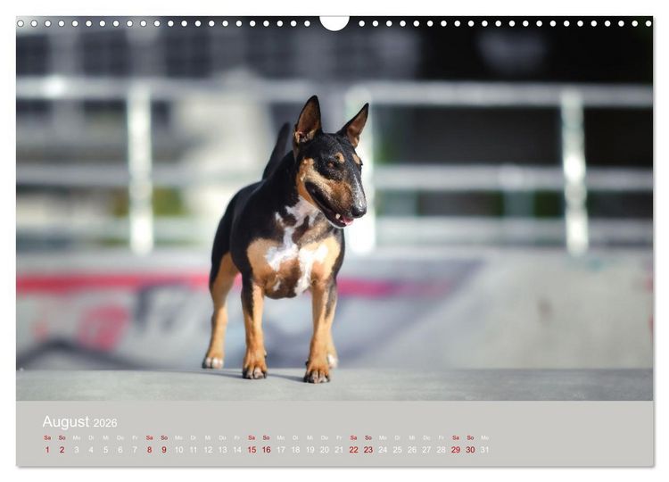 Produktbild: Fantastische Bullterrier - Sieger im Herzen (Wandkalender 2026 DIN A3 quer), CALVENDO Monatskalender