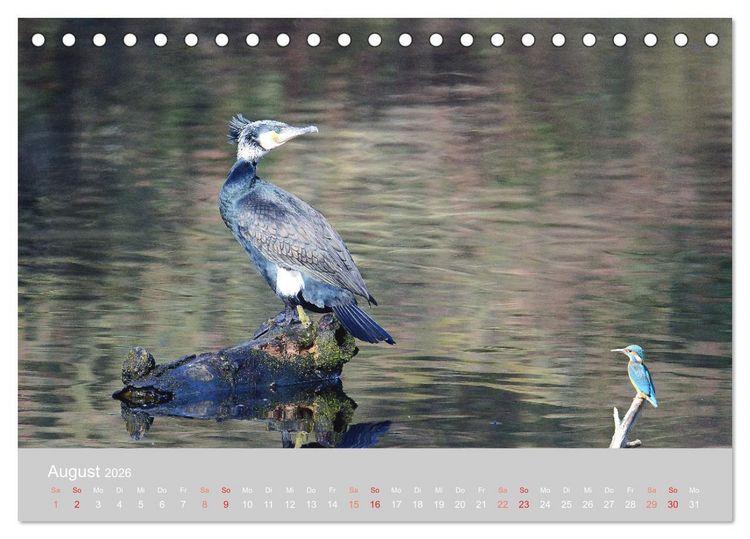 Produktbild: Der Eisvogel, ein Juwel der Natur (Tischkalender 2026 DIN A5 quer), CALVENDO Monatskalender