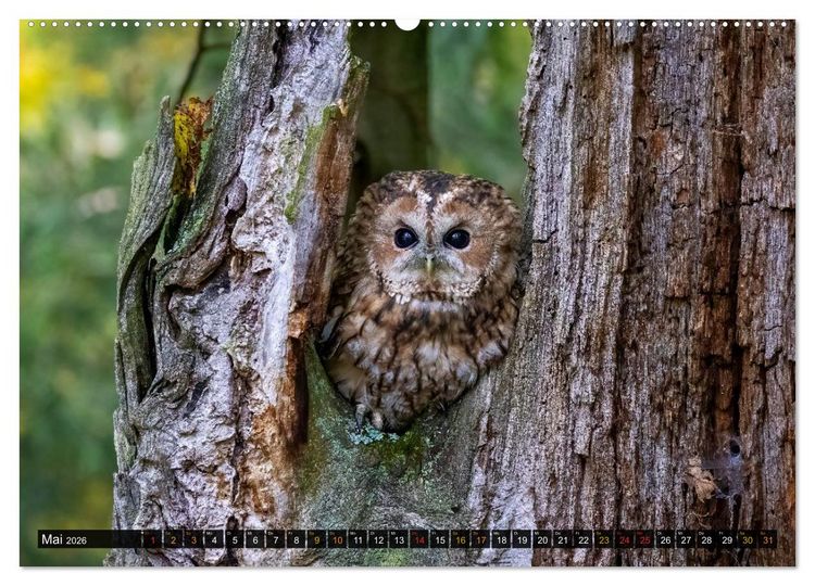 Produktbild: Eulen - Fl&uuml;gel der Nacht (hochwertiger Premium Wandkalender 2026 DIN A2 quer), Kunstdruck in Hochglanz