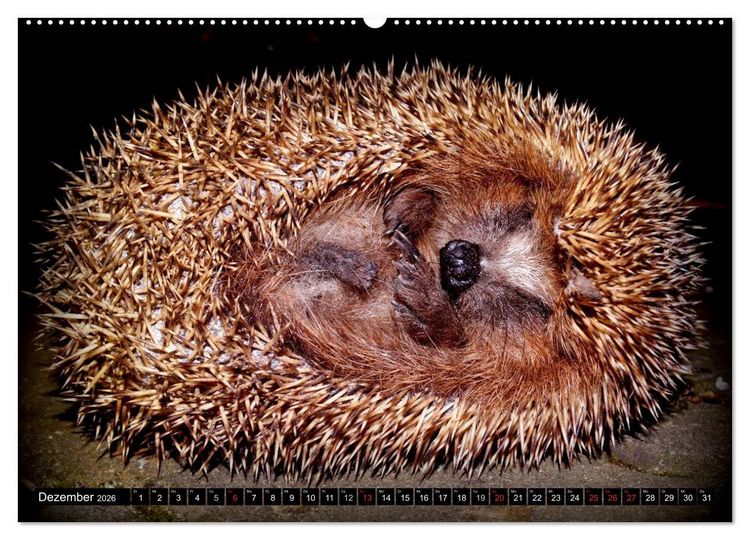 Produktbild: Meine Igel (Wandkalender 2026 DIN A2 quer), CALVENDO Monatskalender