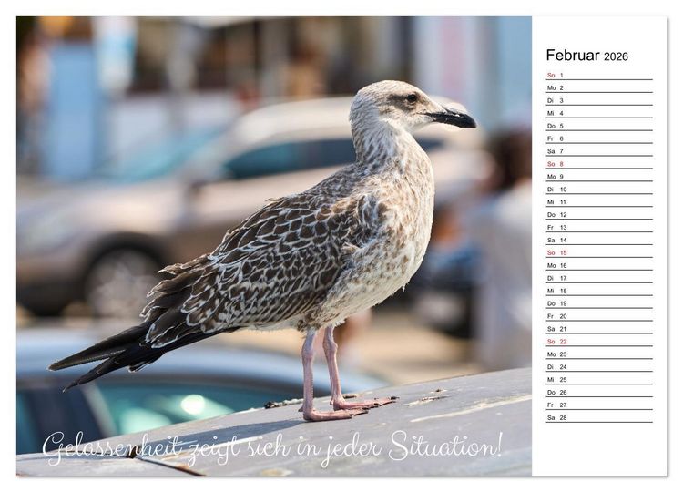 Produktbild: Lebensweisheiten der M&ouml;we - Im Flug des Lebens (hochwertiger Premium Wandkalender 2026 DIN A2 quer), Kunstdruck in Hochglanz