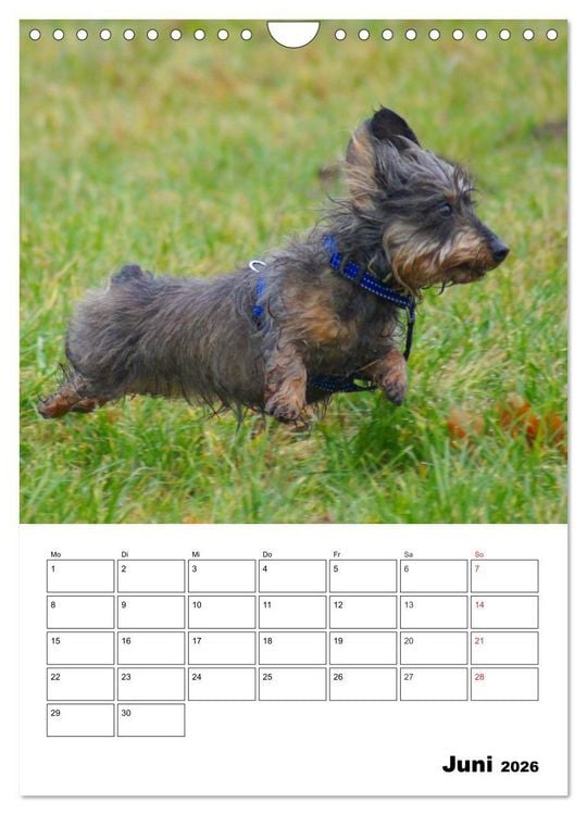 Produktbild: Liebenswerte Zwergrauhaardackel (Wandkalender 2026 DIN A4 hoch), CALVENDO Monatskalender
