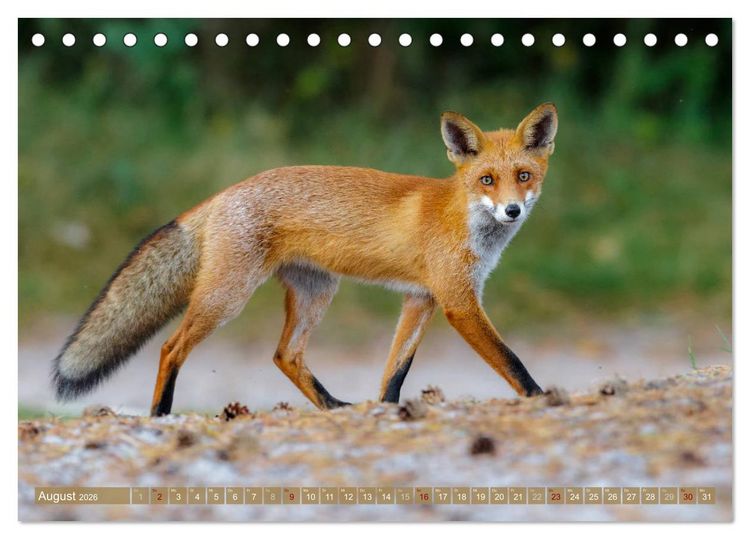 Produktbild: Wilder Dar&szlig; - Fuchs, Hirsch und Co. 2026 (Tischkalender 2026 DIN A5 quer), CALVENDO Monatskalender