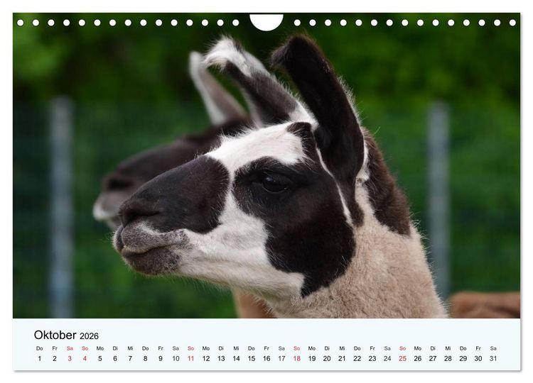 Produktbild: Die Kameliden. H&uuml;bsche Kamele, Lamas und Alpakas (Wandkalender 2026 DIN A4 quer), CALVENDO Monatskalender