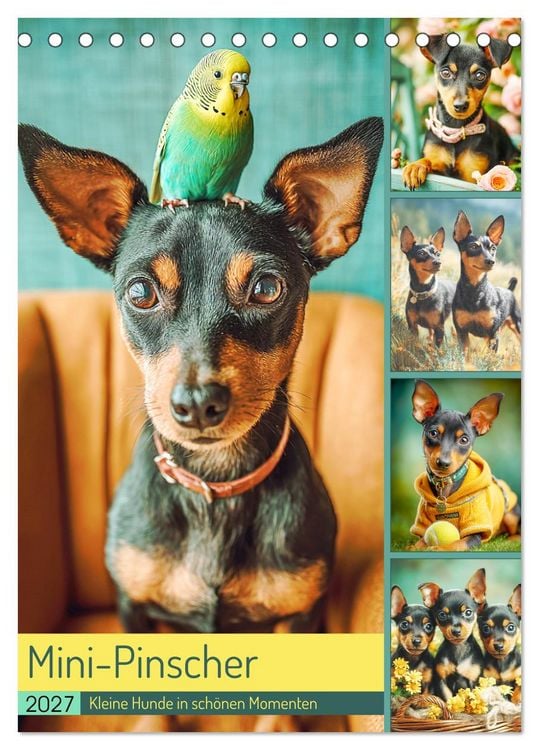 Produktbild: Mini-Pinscher. Kleine Hunde in sch&ouml;nen Momenten (Tischkalender 2027 DIN A5 hoch), CALVENDO Monatskalender