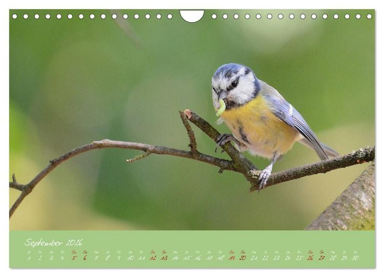 Produktbild: Die Blaumeise, Gast in unserem Garten (Wandkalender 2026 DIN A4 quer), CALVENDO Monatskalender