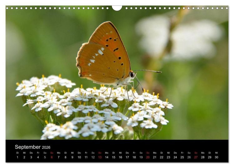 Produktbild: Schmetterlinge in Deutschland (Wandkalender 2026 DIN A3 quer), CALVENDO Monatskalender