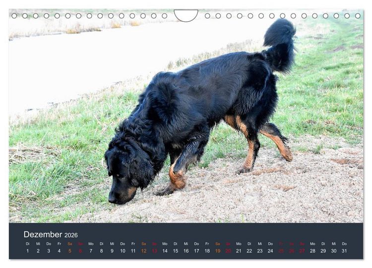 Produktbild: Ein Hovawart, ein Wachhund (Wandkalender 2026 DIN A4 quer), CALVENDO Monatskalender
