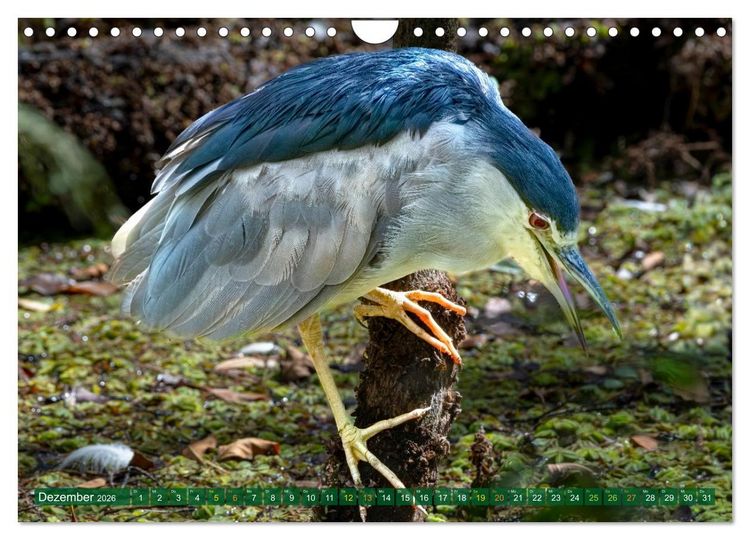 Produktbild: Gr&uuml;nreiher - Krabbenreiher - Nachtreiher (Wandkalender 2026 DIN A4 quer), CALVENDO Monatskalender