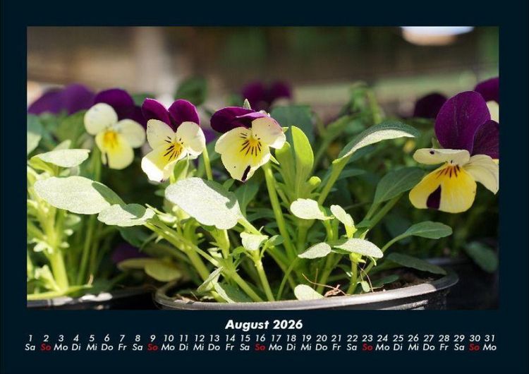 Produktbild: Blumentr&auml;ume 2026 Fotokalender DIN A4
