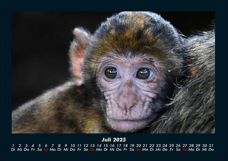 Produktbild: Tiere in der Wildnis 2025 Fotokalender DIN A4