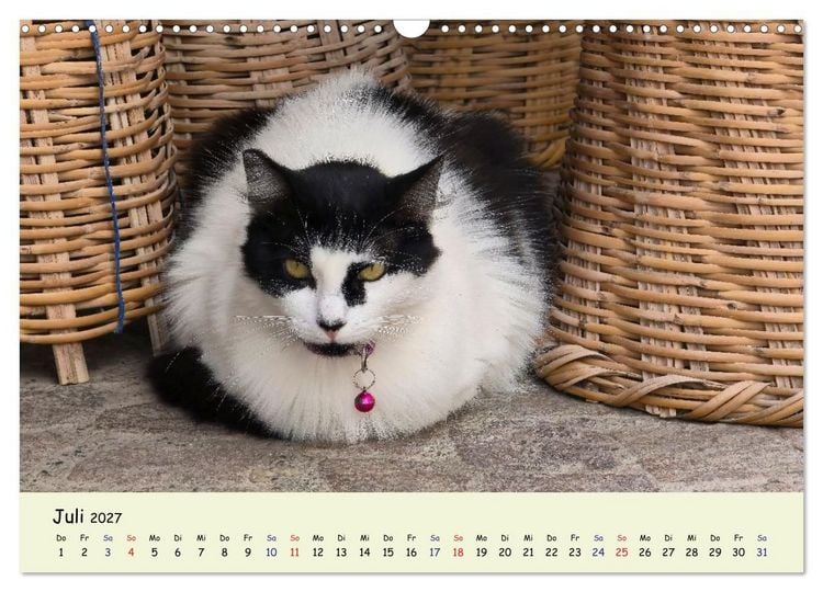 Produktbild: MarokkoCats (Wandkalender 2027 DIN A3 quer), CALVENDO Monatskalender