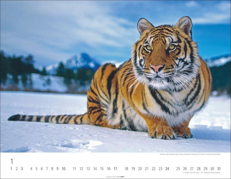 Produktbild: Tiger Kalender 2027