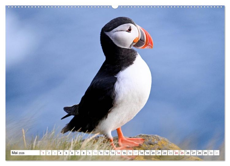 Produktbild: Islands Papageientaucher (Wandkalender 2026 DIN A2 quer), CALVENDO Monatskalender
