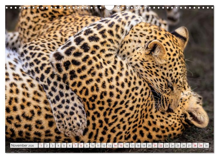 Produktbild: African Cats in impressive portraits (Wall Calendar 2026 DIN A3 landscape), CALVENDO 12 Month Wall Calendar