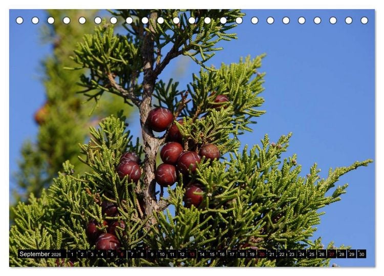 Produktbild: Formentera - Mittelmeerinsel voller Magie (Tischkalender 2026 DIN A5 quer), CALVENDO Monatskalender