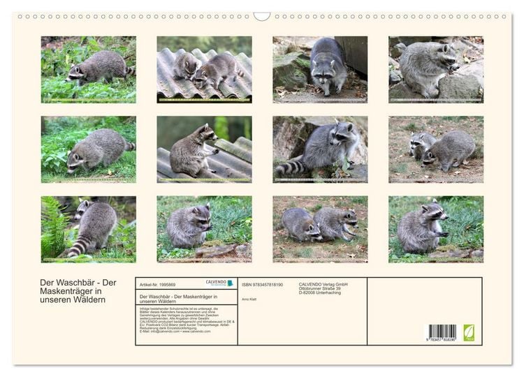 Produktbild: Der Waschb&auml;r - Der Maskentr&auml;ger in unseren W&auml;ldern (Wandkalender 2026 DIN A2 quer), CALVENDO Monatskalender