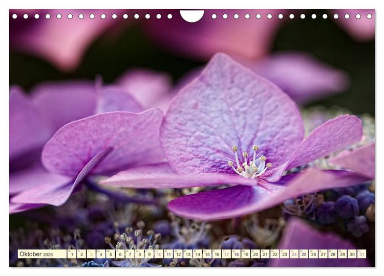 Produktbild: Hortensientr&auml;ume (Wandkalender 2026 DIN A4 quer), CALVENDO Monatskalender