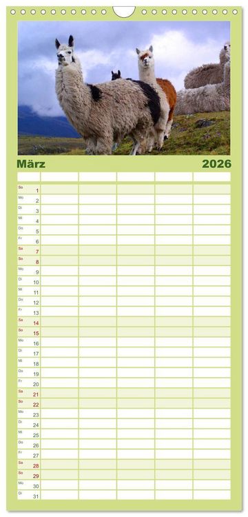 Produktbild: Familienplaner 2026 - Alpakas und Lamas mit 5 Spalten (Wandkalender, 21 x 45 cm) CALVENDO
