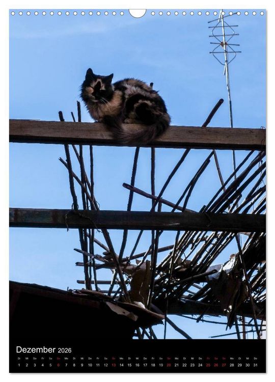 Produktbild: Katzen in Marokko (Wandkalender 2026 DIN A3 hoch), CALVENDO Monatskalender