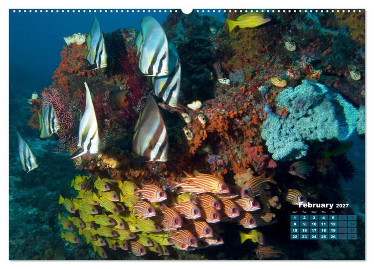 Produktbild: Oceans Alive - A World of Color and Diversity (High Quality Premium Wall Calendar 2027 DIN A2 landscape),CALVENDO 12 Month Wall Calendar