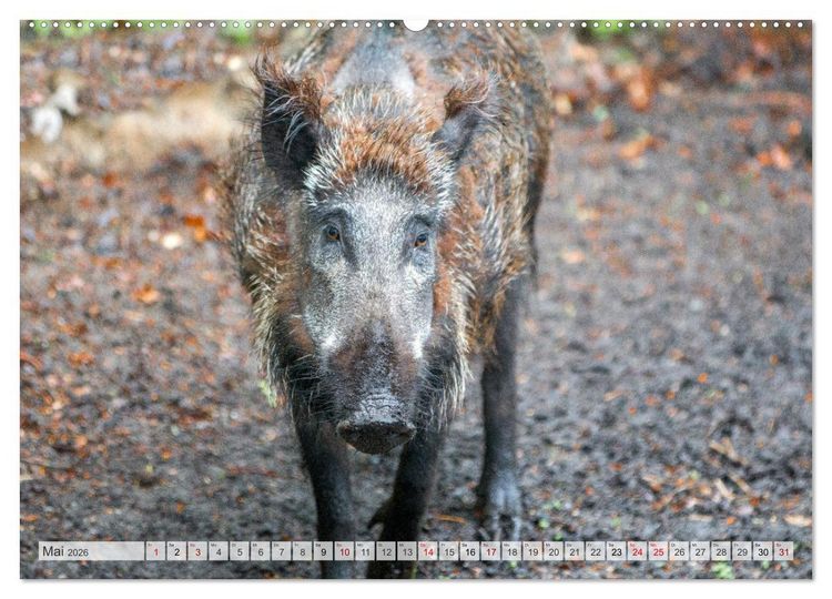 Produktbild: Wildschweine - Im Schatten des Waldes (hochwertiger Premium Wandkalender 2026 DIN A2 quer), Kunstdruck in Hochglanz
