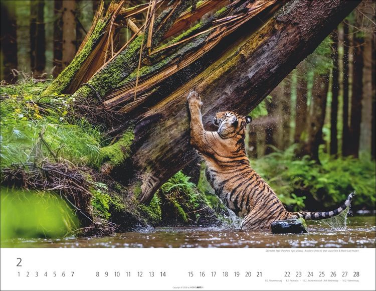 Produktbild: Tiger Kalender 2027