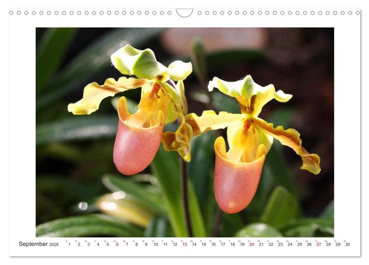 Produktbild: Orchideen Feuerwerk der Farben (Wandkalender 2026 DIN A3 quer), CALVENDO Monatskalender