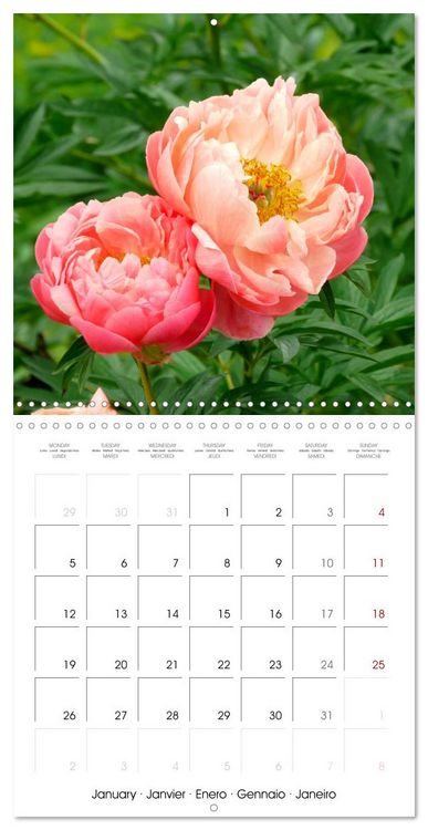 Produktbild: Peonies as painted (Wall Calendar 2026 12 &times; 12 Inch) CALVENDO 12 Month Wall Calendar