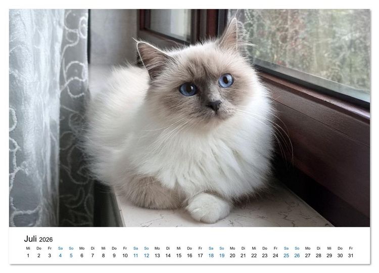Produktbild: Heilige Birma Katzen - Eine Rasse mit traumhaft blauen Augen. (Wandkalender 2026 DIN A2 quer), CALVENDO Monatskalender