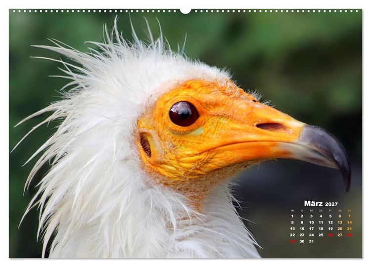 Produktbild: GEIERPORTR&Auml;TS (hochwertiger Premium Wandkalender 2027 DIN A2 quer), Kunstdruck in Hochglanz