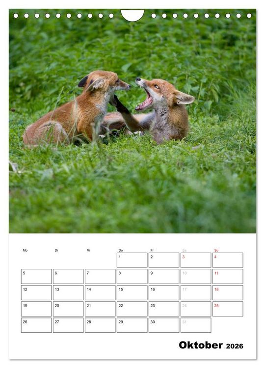 Produktbild: Rotfuchs - Impressionen (Wandkalender 2026 DIN A4 hoch), CALVENDO Monatskalender