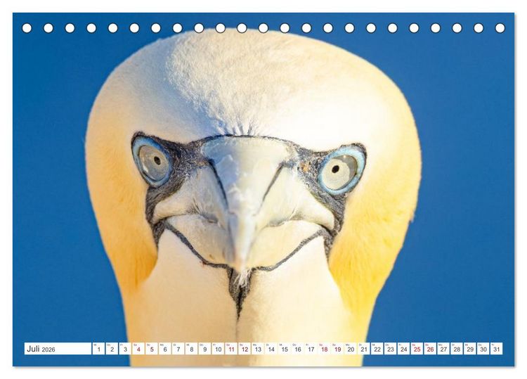 Produktbild: Basst&ouml;lpel - Helgolands faszinierende V&ouml;gel (Tischkalender 2026 DIN A5 quer), CALVENDO Monatskalender