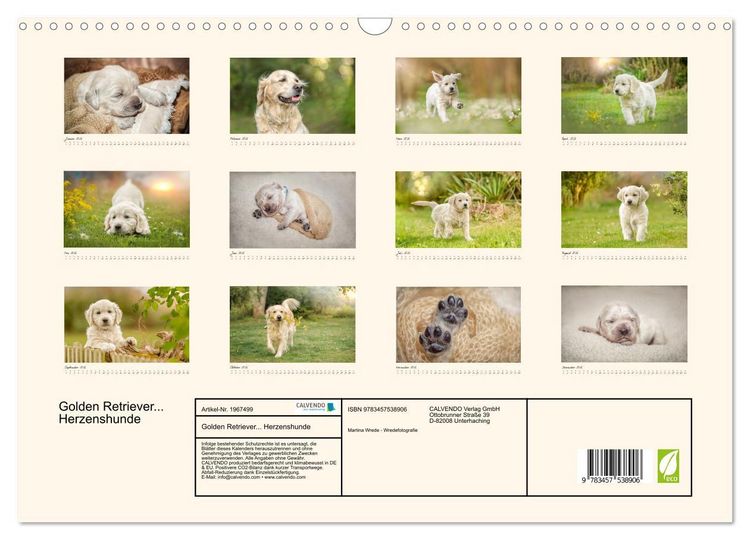 Produktbild: Golden Retriever... Herzenshunde (Wandkalender 2026 DIN A3 quer), CALVENDO Monatskalender