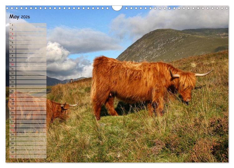 Produktbild: Highland Cattle - Native Breed of Scotland (Wall Calendar 2026 DIN A3 landscape), CALVENDO 12 Month Wall Calendar