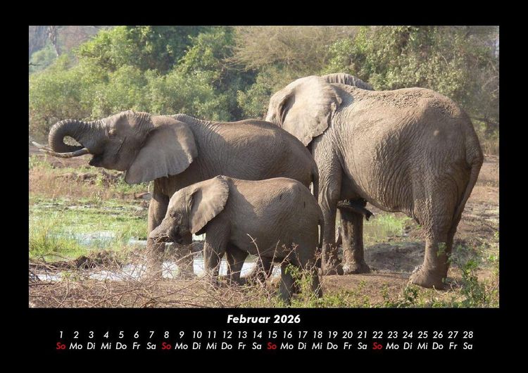 Produktbild: Elefanten - Die sanften Riesen Afrikas 2026 Fotokalender DIN A3