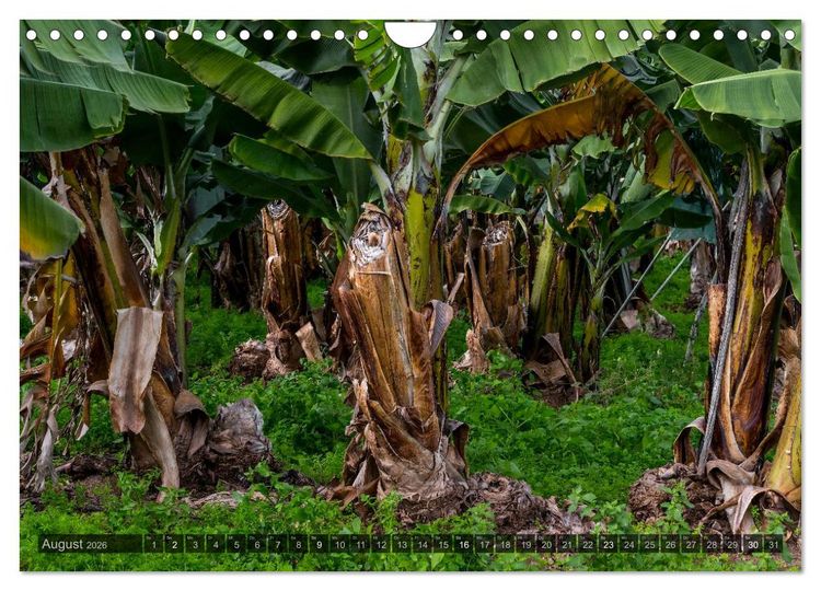 Produktbild: Grandioses Canaria (Wandkalender 2026 DIN A4 quer), CALVENDO Monatskalender