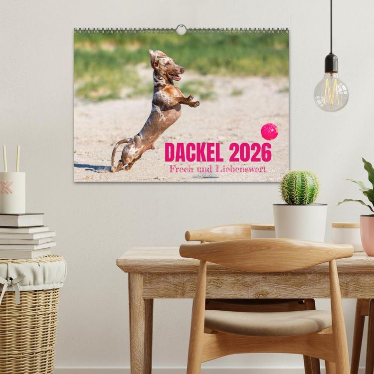 Produktbild: DACKEL 2026 Frech und Liebenwert (Wandkalender 2026 DIN A3 quer), CALVENDO Monatskalender