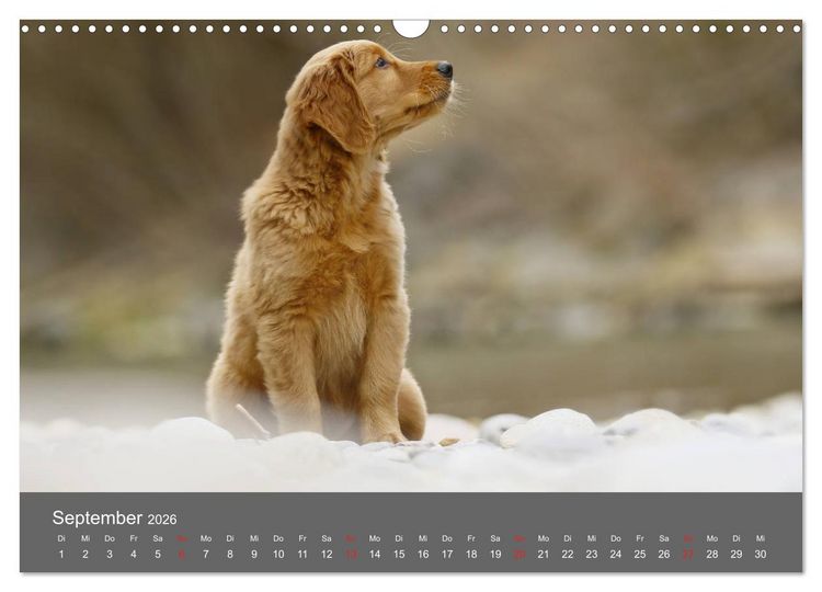 Produktbild: Chesley Kleiner Hund grosse Abenteuer (Wandkalender 2026 DIN A3 quer), CALVENDO Monatskalender