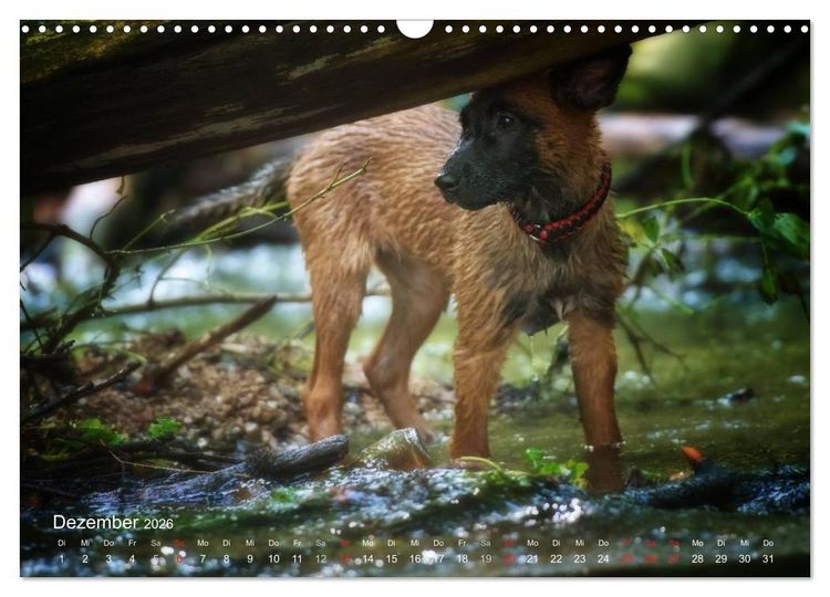 Produktbild: Malinois lieben Wasser (Wandkalender 2026 DIN A3 quer), CALVENDO Monatskalender