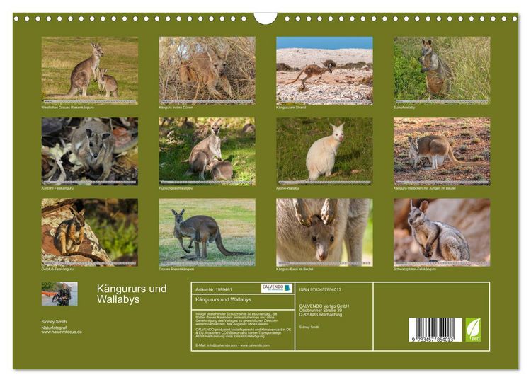 Produktbild: K&auml;ngururs und Wallabys (Wandkalender 2026 DIN A3 quer), CALVENDO Monatskalender