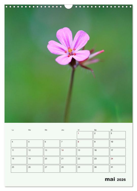 Produktbild: Fleurs en toute simplicit&eacute; - Beaut&eacute; minimaliste (Calendrier mural 2026 DIN A3 horizontal), CALVENDO calendrier mensuel