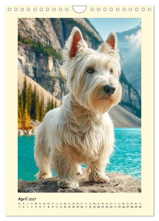 Produktbild: Scottish Terrier. W&uuml;rdevoller und robuster Gentlemen (Wandkalender 2027 DIN A4 hoch), CALVENDO Monatskalender