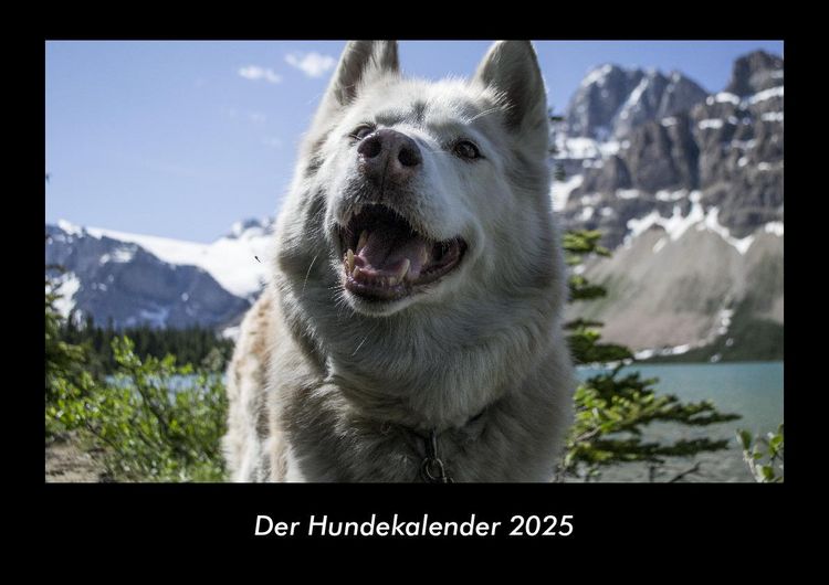 Produktbild: Der Hundekalender 2025 Fotokalender DIN A3