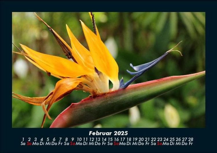Produktbild: Blumenzauber 2025 Fotokalender DIN A5