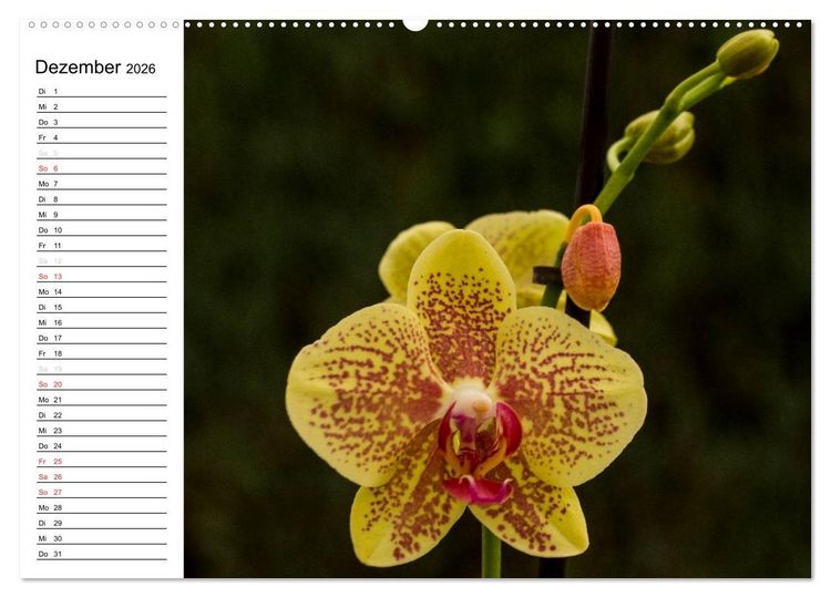 Produktbild: Bl&uuml;tenzauber Orchideen (hochwertiger Premium Wandkalender 2026 DIN A2 quer), Kunstdruck in Hochglanz