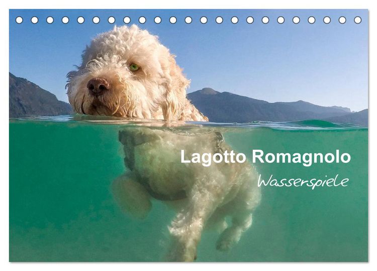 Produktbild: Lagotto Romagnolo - Wasserspiele (Tischkalender 2026 DIN A5 quer), CALVENDO Monatskalender